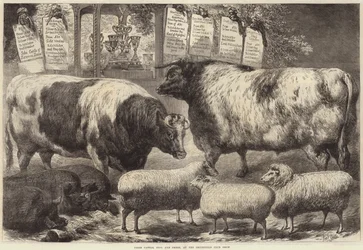 Preisrinder, Schweine und Schafe auf der Smithfield Club Show